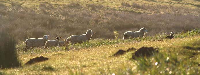 Sustainable Livestock_sheep