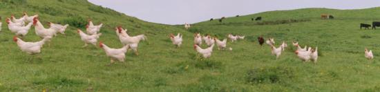 chickens running
