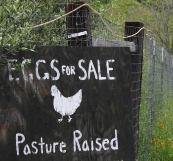 eggs sale sign