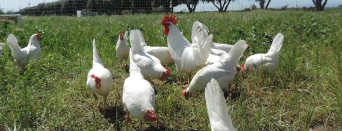 pastured poultry 01