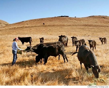 Chileno Valley Ranch - Sally Gale feeding steers