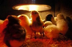 Point Reyes workshop  - baby chicks