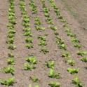 Baby lettuce at Paradise Valley Produce