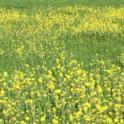 Spring Mustard in Tomales