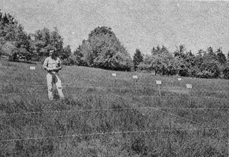 Alfred H. Murphy in the field during experiments.
