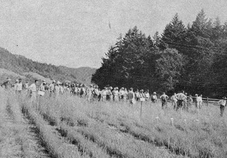 Before release of the beetle, there had been hundreds of  demonstration and experimental plots.