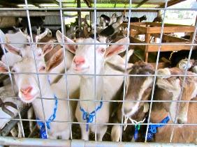 UCCE Humboldt has assisted local goat dairies. (Photo of goat dairy in McKinleyville by Kevin L. Hoover, Arcata Eye)