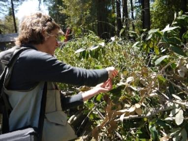 Forest Advisor Yana Valachovic samples vegetation for Sudden Oak Death