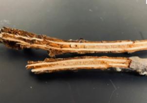 Douglas Fir Twig Weevil Larvae in Twig. Source: Mike Jones, UC Cooperative Extension