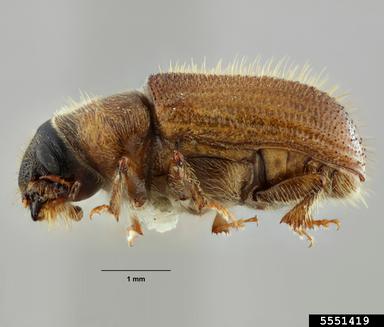 Douglas Fir Beetle Adult Sideview. Source: Lindsey Seastone, Museum Collections: Coleoptera, USDA APHIS PPQ, Bugwood.org