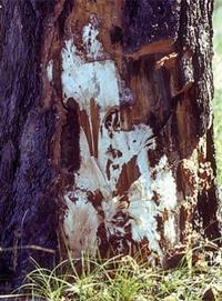 Some Armillaria species produce flat white fans of fungal tissue under bark. Source: USDA Forest Service