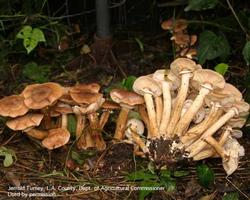 Armillaria mushrooms grow in clusters, have a ring (annulus) around their stem, and are tan to honey colored