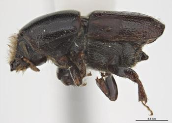 Adult Douglas fir engraver beetle. Source: Sarah McCaffrey Museums Victoria