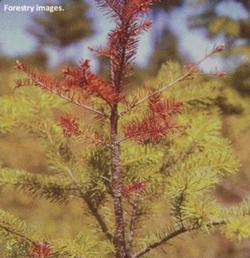Douglas Fir Twig Weevil Crown Damage. Source: Forestry Images