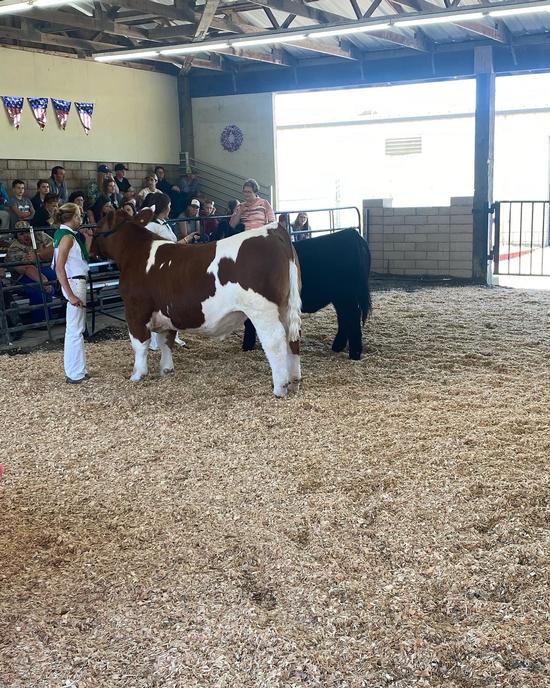 4-H youth standing with their cows at fairgrounds