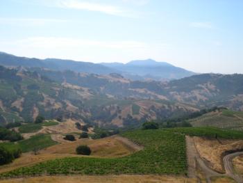 a Sonoma County vineyard