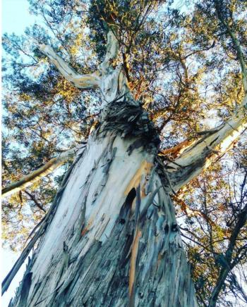 Eucalyptus globulus - Golden Gate Park
