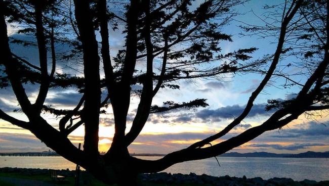 Monterey Cypress - Emeryville Marina