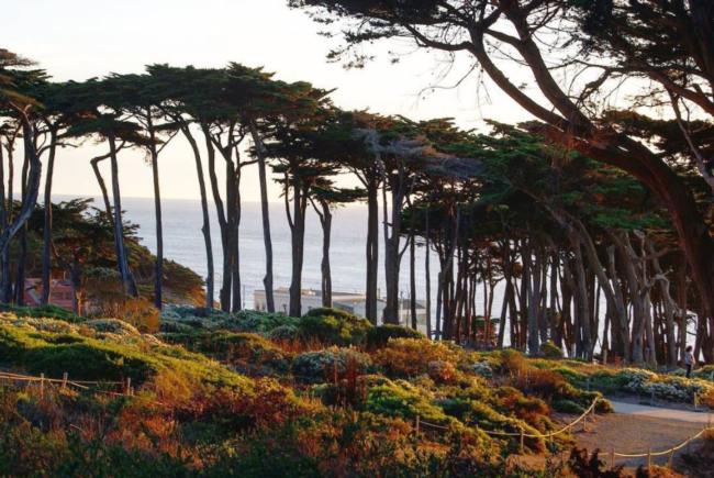 Monterey Cypress - Lands End San Francisco