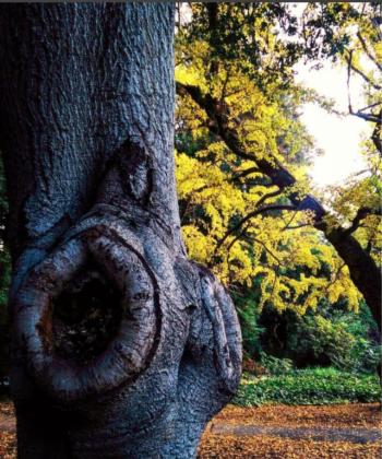 Ginkgo tree - UC Berkeley campus