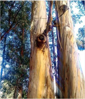 Eucalyptus globulus - UC Berkeley