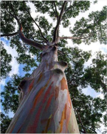 Rainbow Eucalyptus