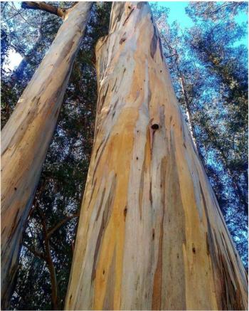 Eucalyptus globulus - UC Berkeley