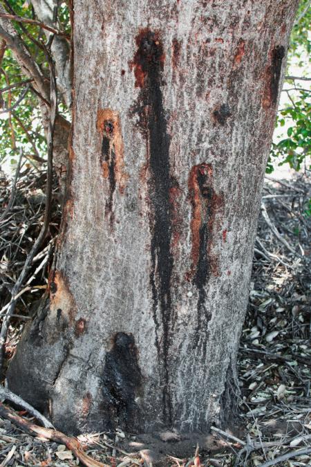 Goldenspotted Oak Borer Infestation