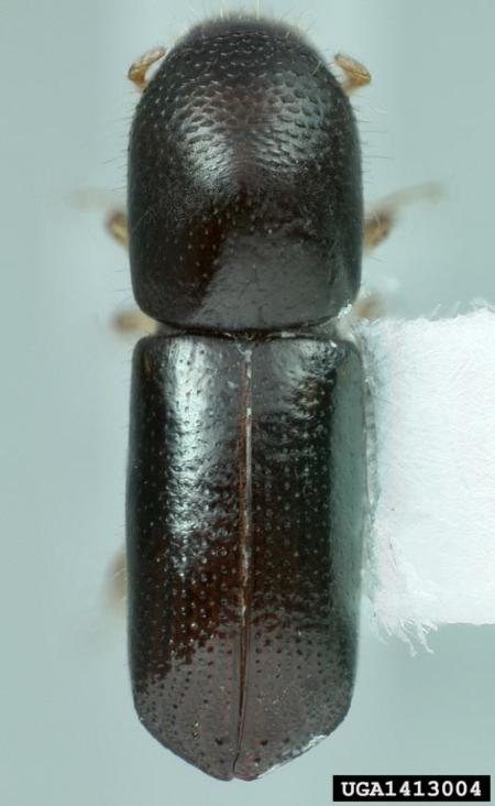 redbay ambrosia beetle
