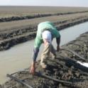 Farm Workers set syphon tubes for a furrow pre-plant irrigation