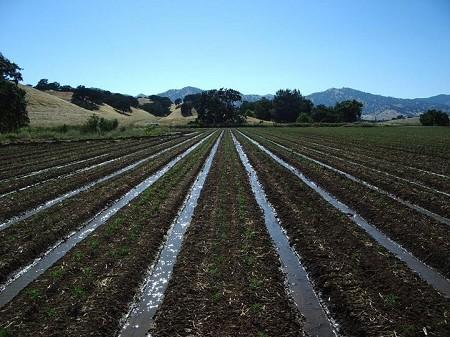 Organic tomato farmscape in Yolo County, California