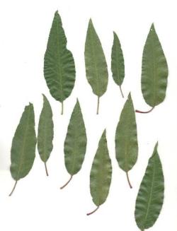 Almond leaves with spider mite damage
