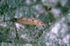 Sixspotted thrips adult