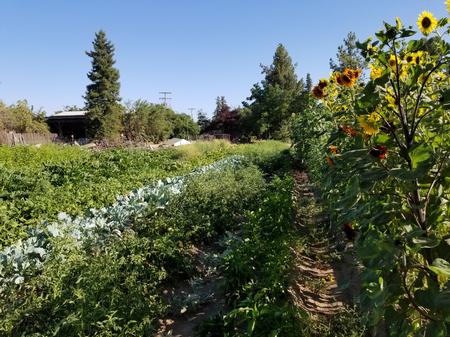 Part of the vegetable cropping system at Quaker Oaks Farm. Photo by Shulamit Shroder