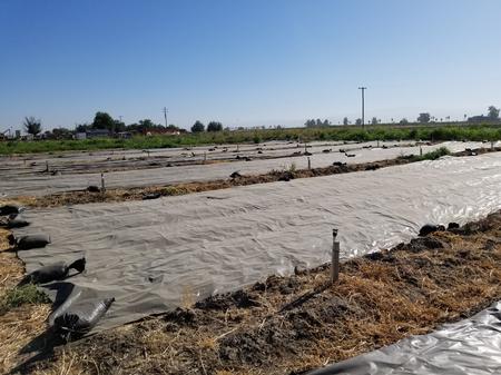 Black plastic tarps provide weed control. Photo by Shulamit Shroder