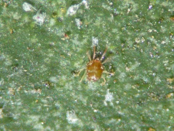 Female mites have short legs and round bodies