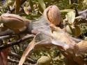 Spider mite webbing in Almonds