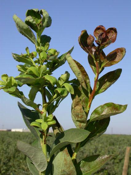 Citrus thrips damage to two different blueberry varieties