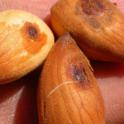 Nuts damaged mid-seaon by leaffooted bug feeding