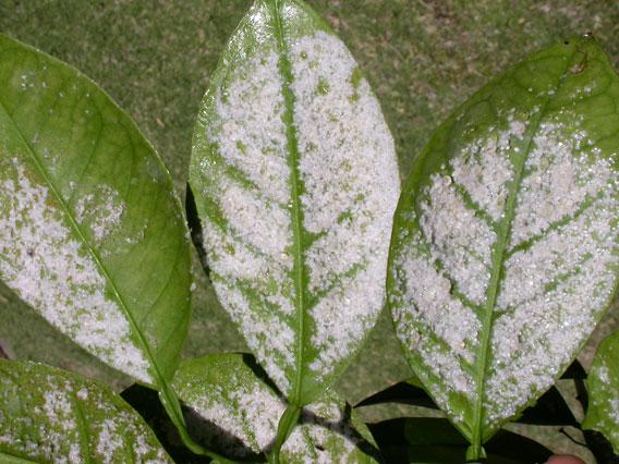 Woolly whiteflies on leaves
