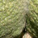 Yuma spider mites and their webbing