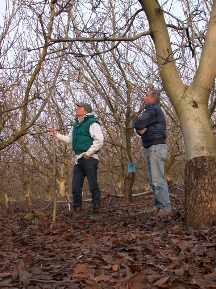 Bruce Lampinen and Dave Ramos overseeing walnut pruning Dixon Jan 17 2002