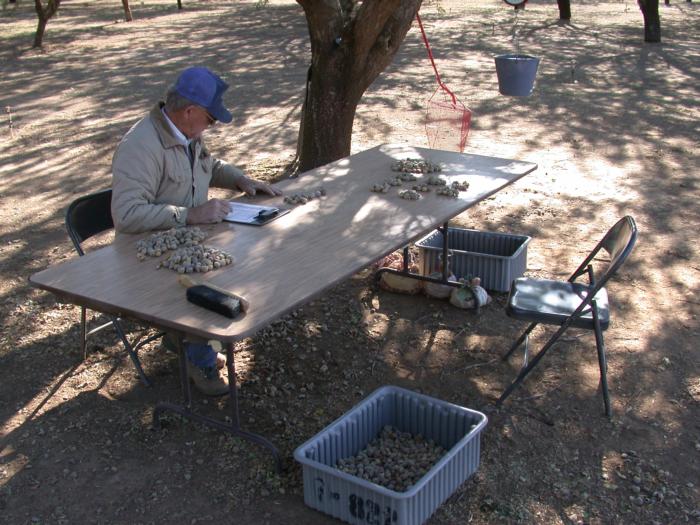 Jim Yeager counting almond Chico State Regional Variety Trial harvest Oct 2 2002