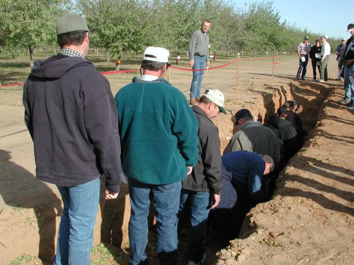 Soil pit for Almond Short Course November 2002