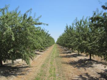 Orchard near Madera