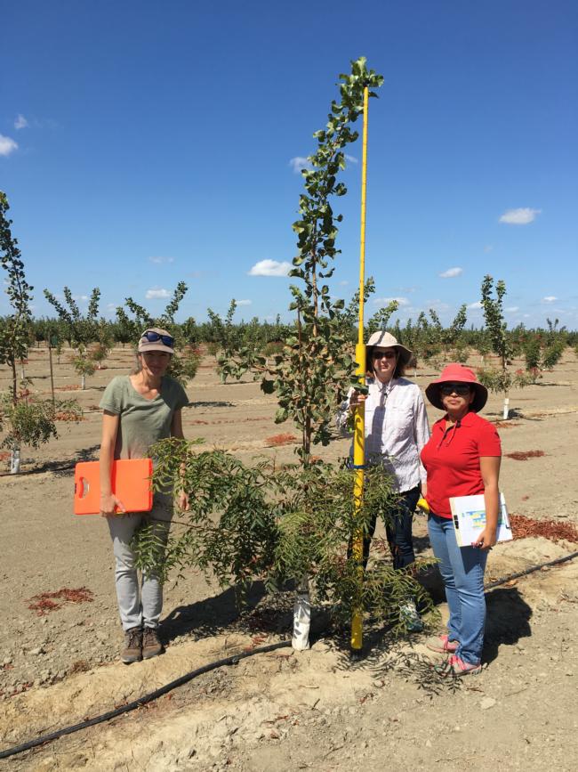 Measuring pistachio tree height in Kings County.