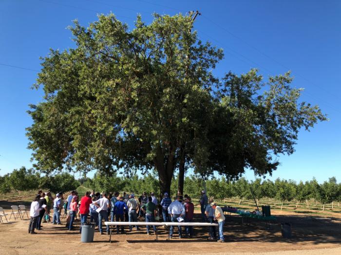 Rootstock and pressure chamber field day