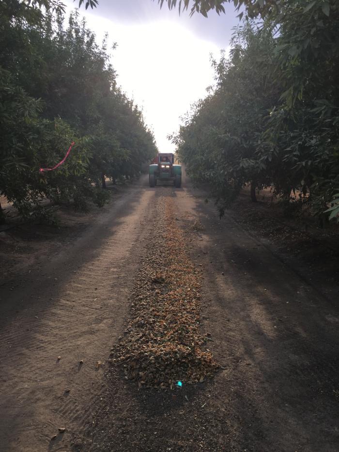 Harvest Madera Regional Almond Variety Trial