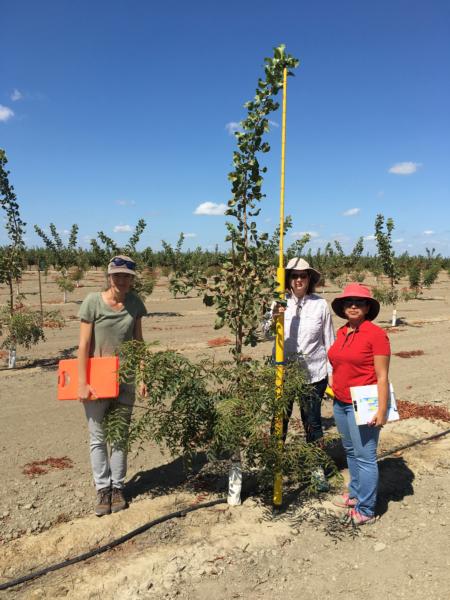 Measuring pistachio tree height