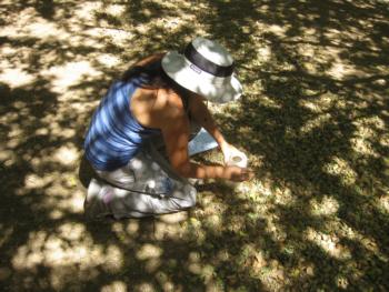 Collecting almond samples